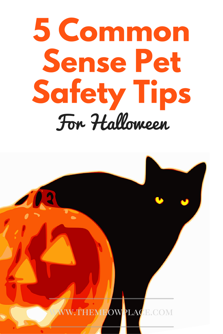 5 Common Sense Pet Safety Tips For Halloween (Stay Safe!)